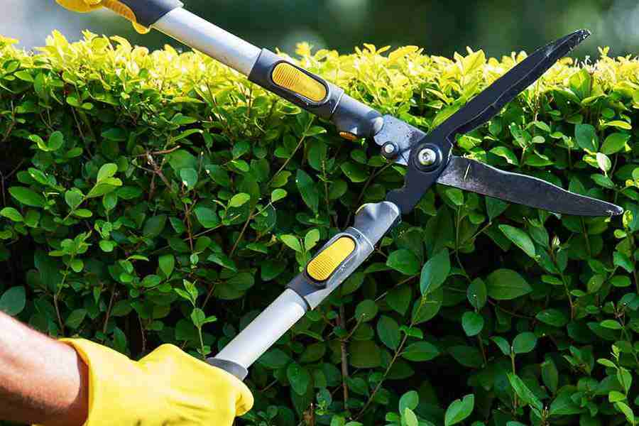 Professional Gardener - Фото 2