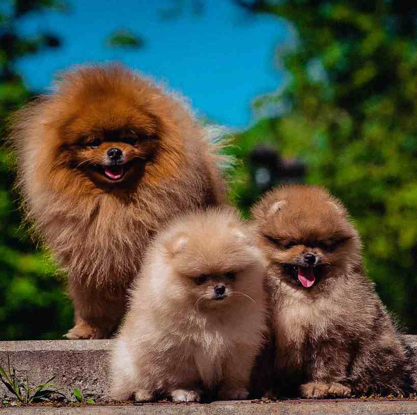 NP Exclusive Europe Puppies - Фото 2