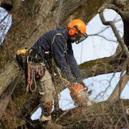 uslugi-po-spilu-derevev-photo