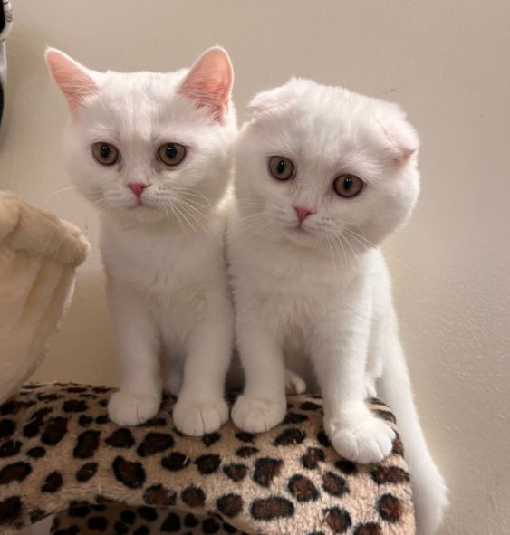Продажа Шотландских Котят - Фото 2