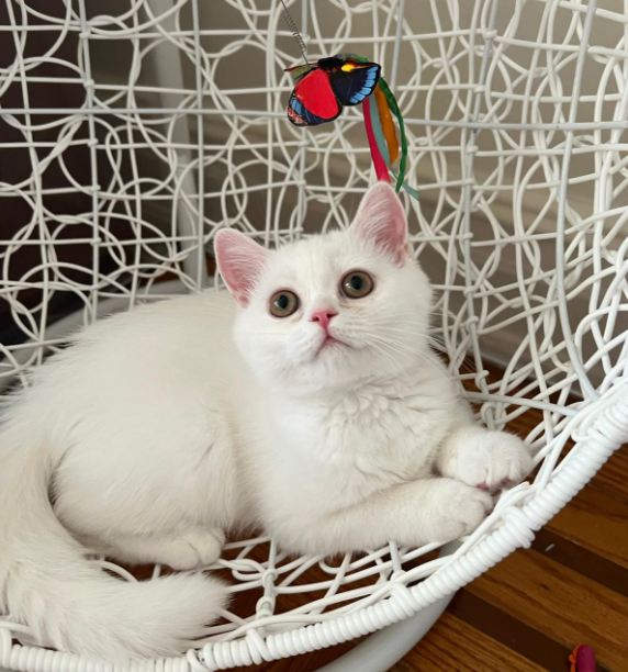 Продажа Шотландских Котят - Фото 4