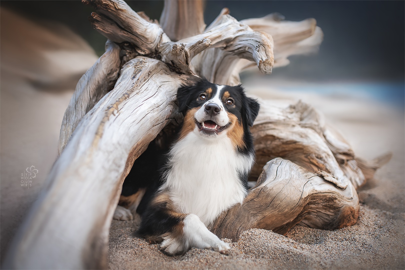 Show your paws - Фото 2