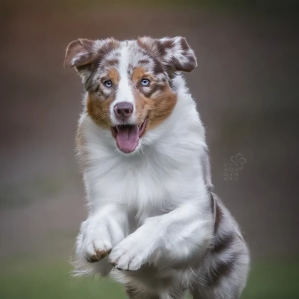 show-your-paws-photo