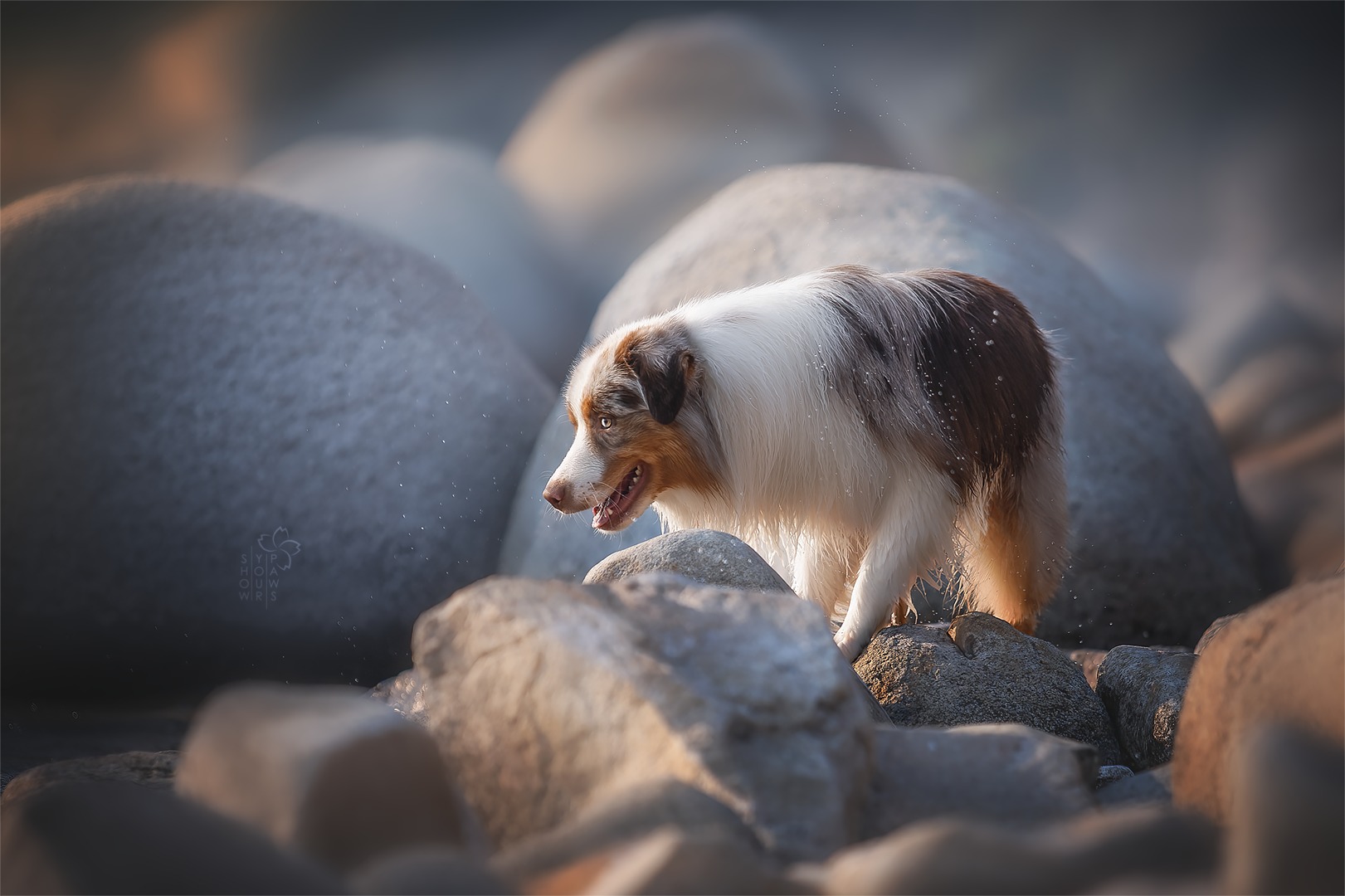 Show your paws - Фото 6