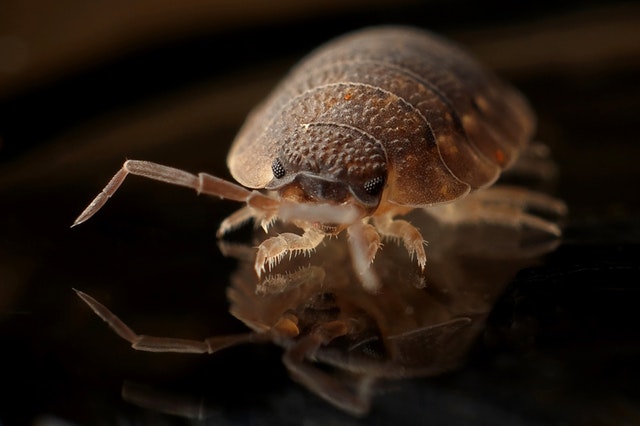 Bed Bugs Steamer Pro - Zdjęcie 3