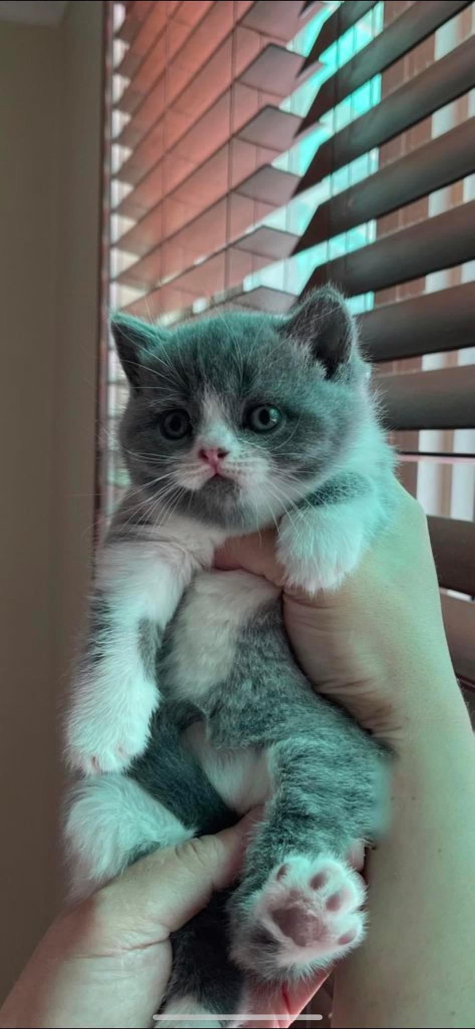 British Kittens - Фото 3