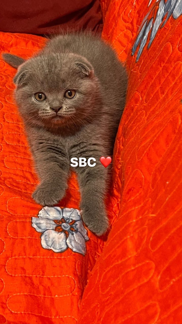 British Kittens - Фото 4