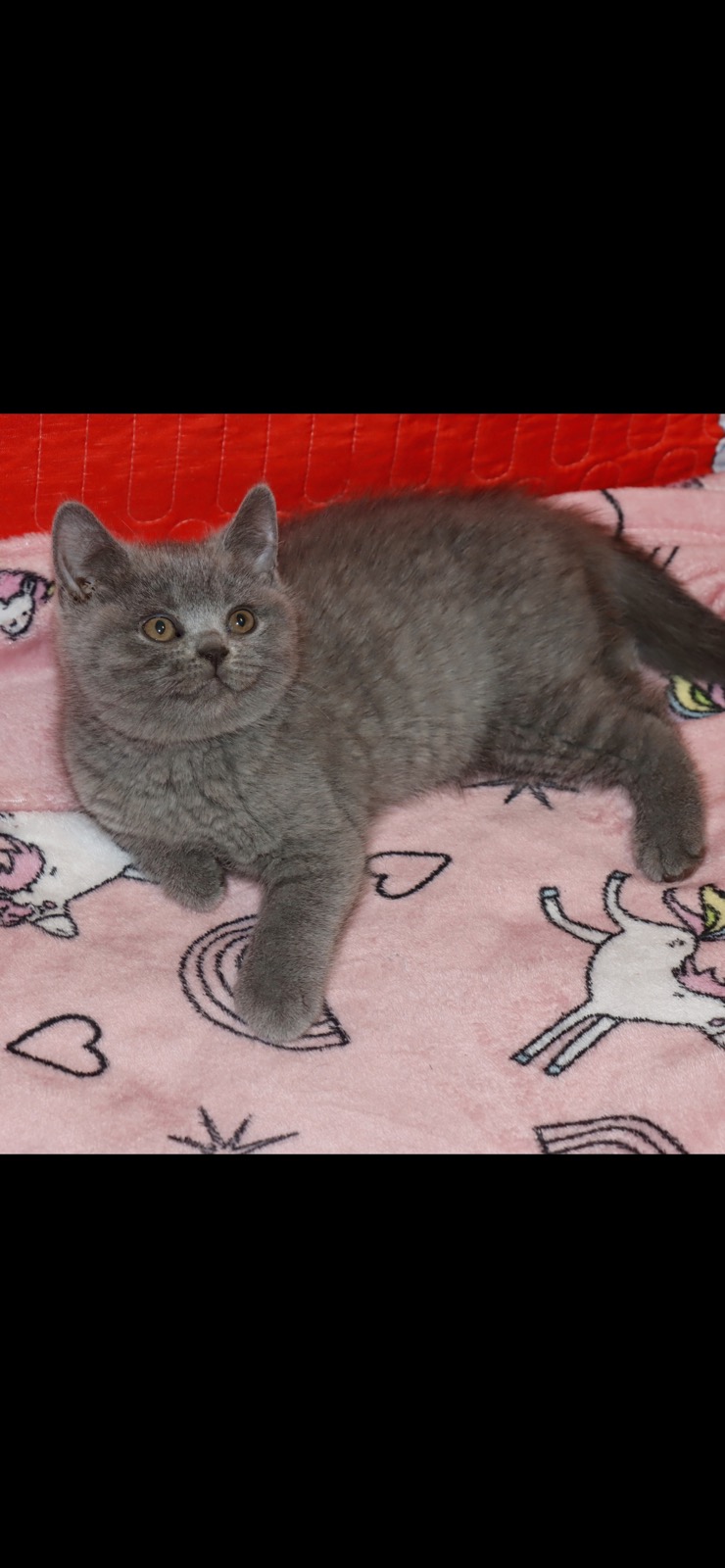 British Kittens - Фото 5