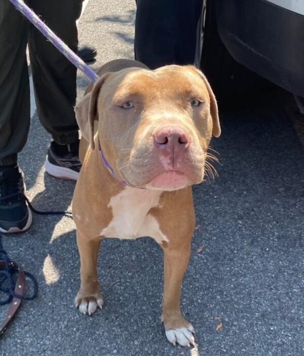 Queens Lost & Found Pets - QLFP - Zdjęcie 2