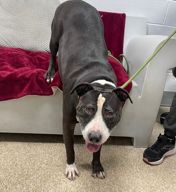 Queens Lost & Found Pets - QLFP - Zdjęcie 3