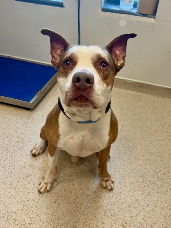 Queens Lost & Found Pets - QLFP - Zdjęcie 4