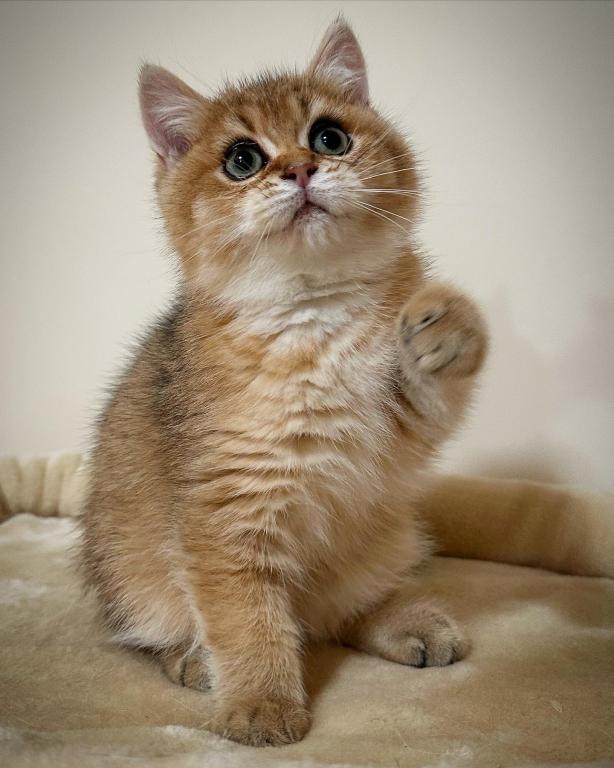 Go Kitty, Kittens for Sale - Фото 6