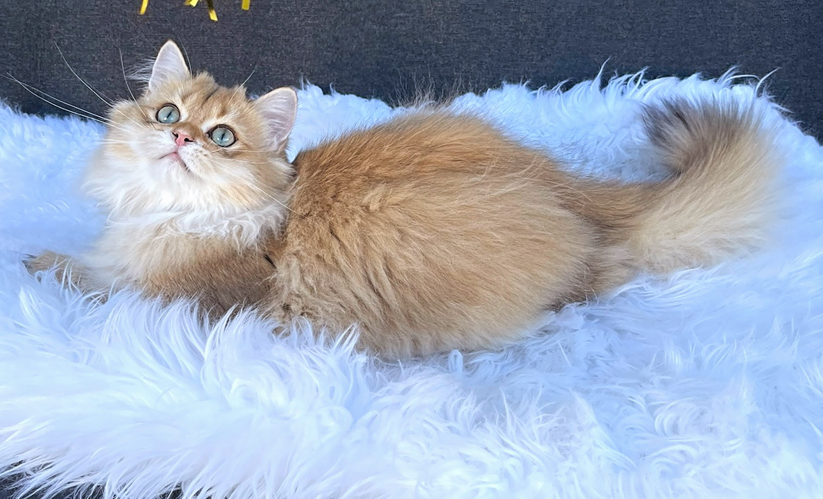 Британские милые котята - Фото 2