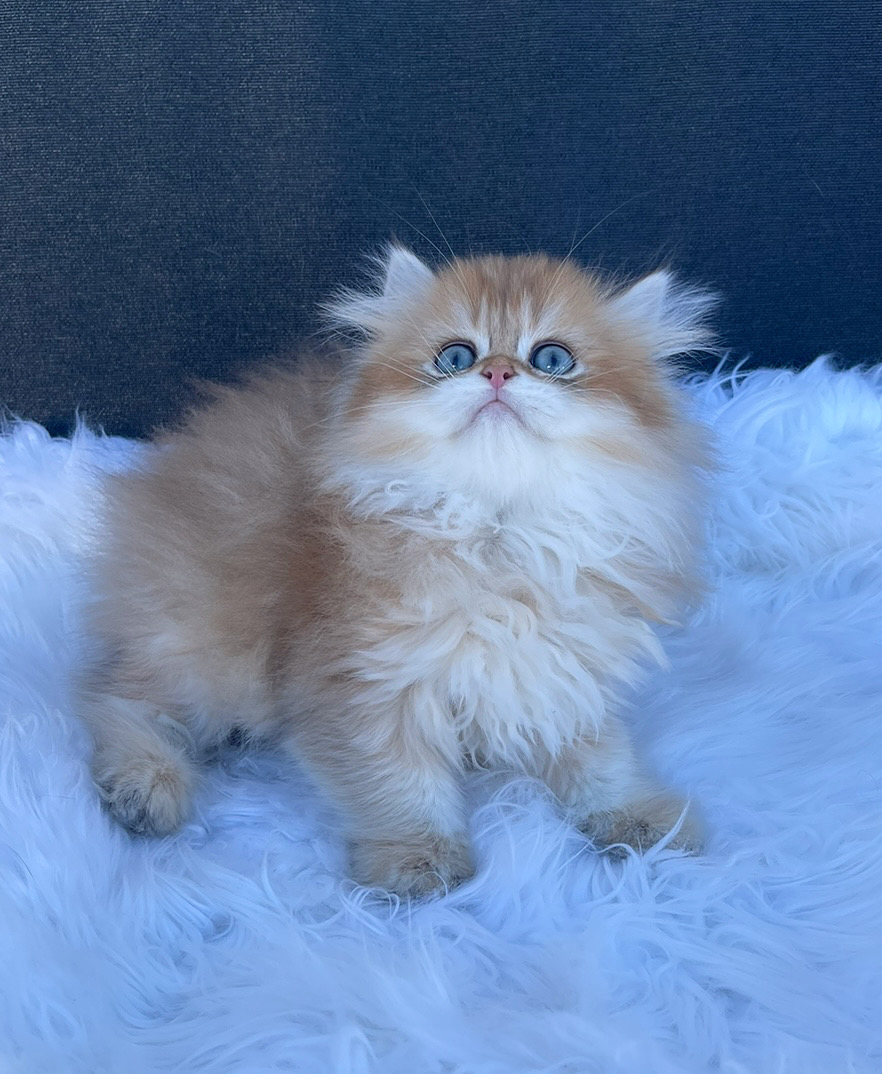 Британские милые котята - Фото 4