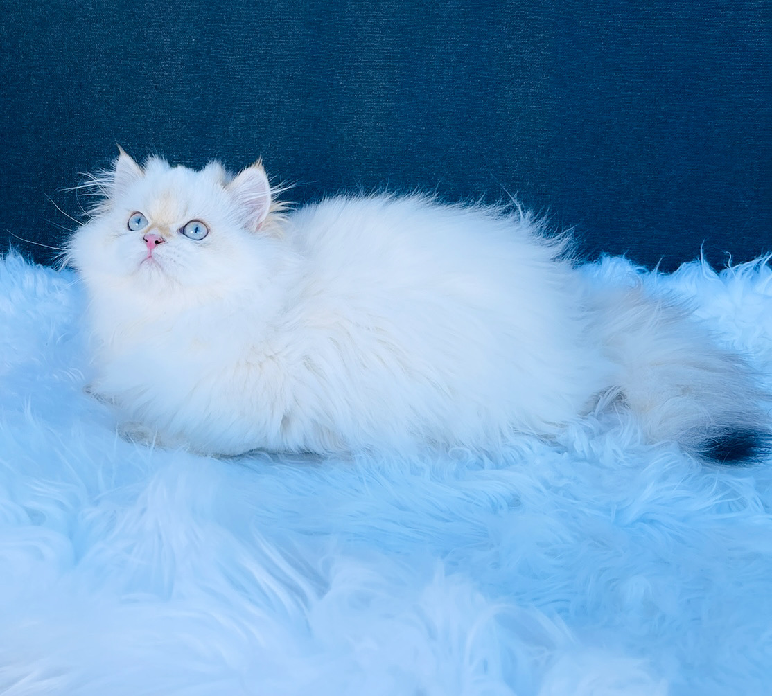 Британские милые котята - Фото 3