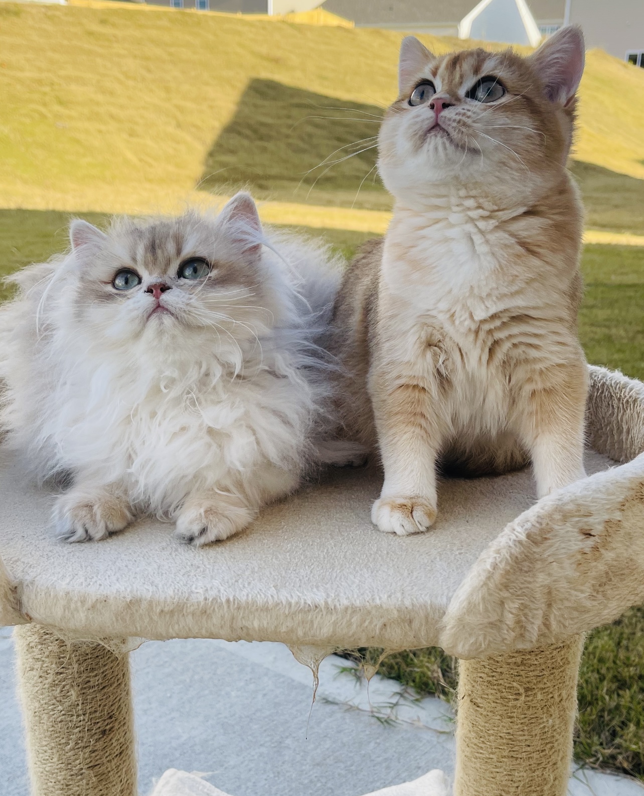 Британские милые котята - Фото 5