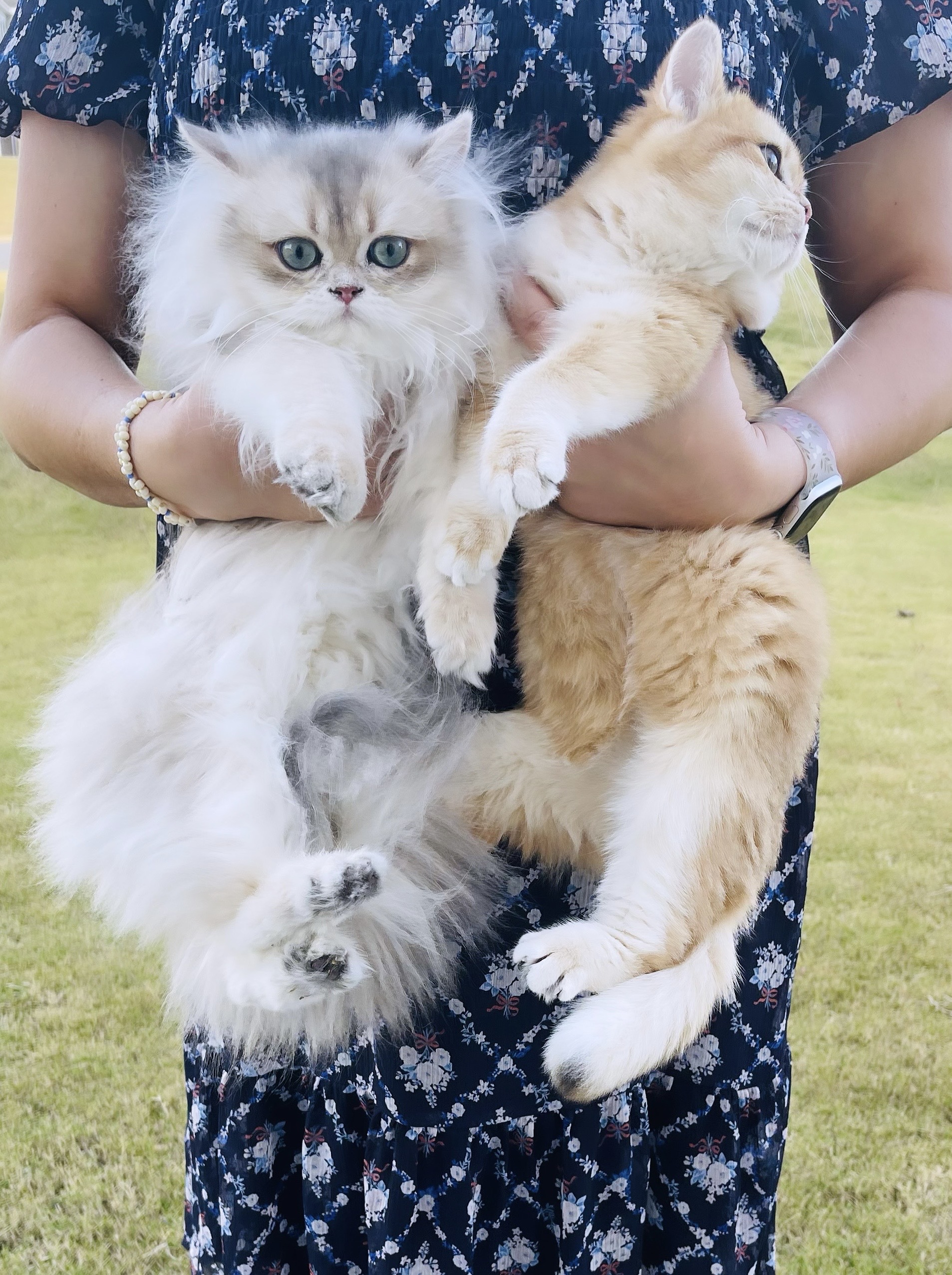 Британские милые котята - Фото 6