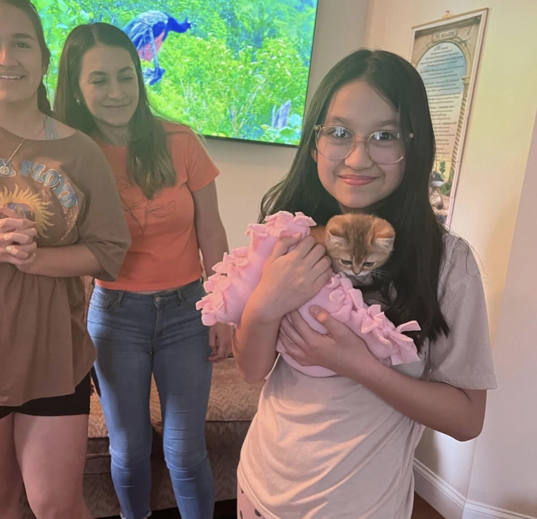Luxury Kittens USA - Фото 2