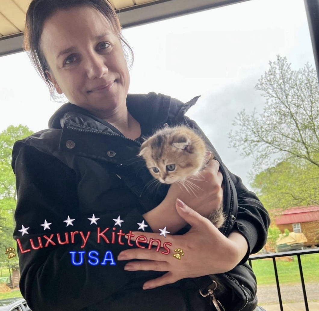 Luxury Kittens USA - Фото 3