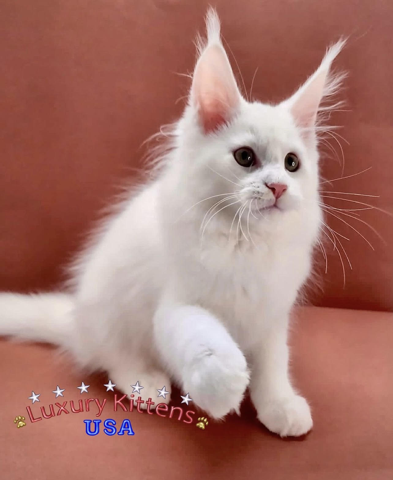 Luxury Kittens USA - Фото 6