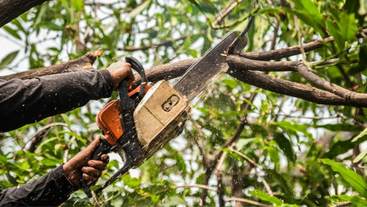 Tree Service and Stump Grinding - Фото 4