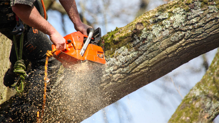 Tree Service and Stump Grinding - Фото 5
