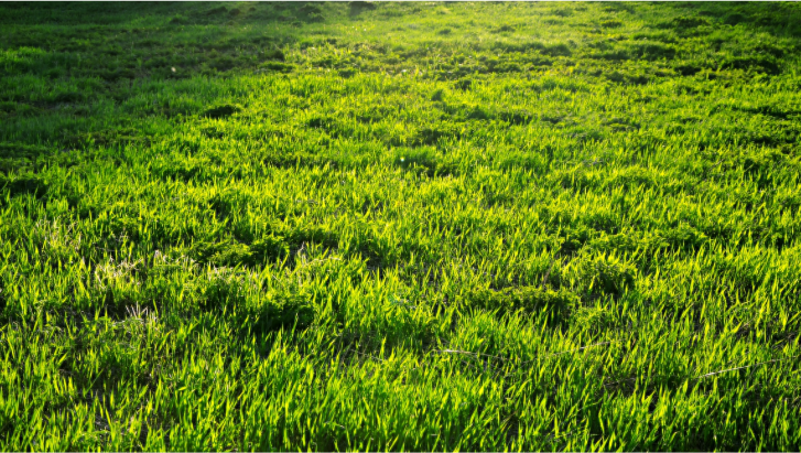 Tree Service and Stump Grinding - Фото 3