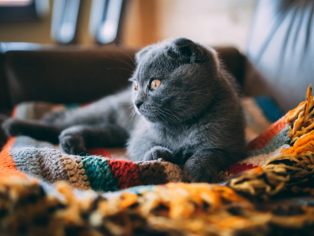 Шотландські Кошенята