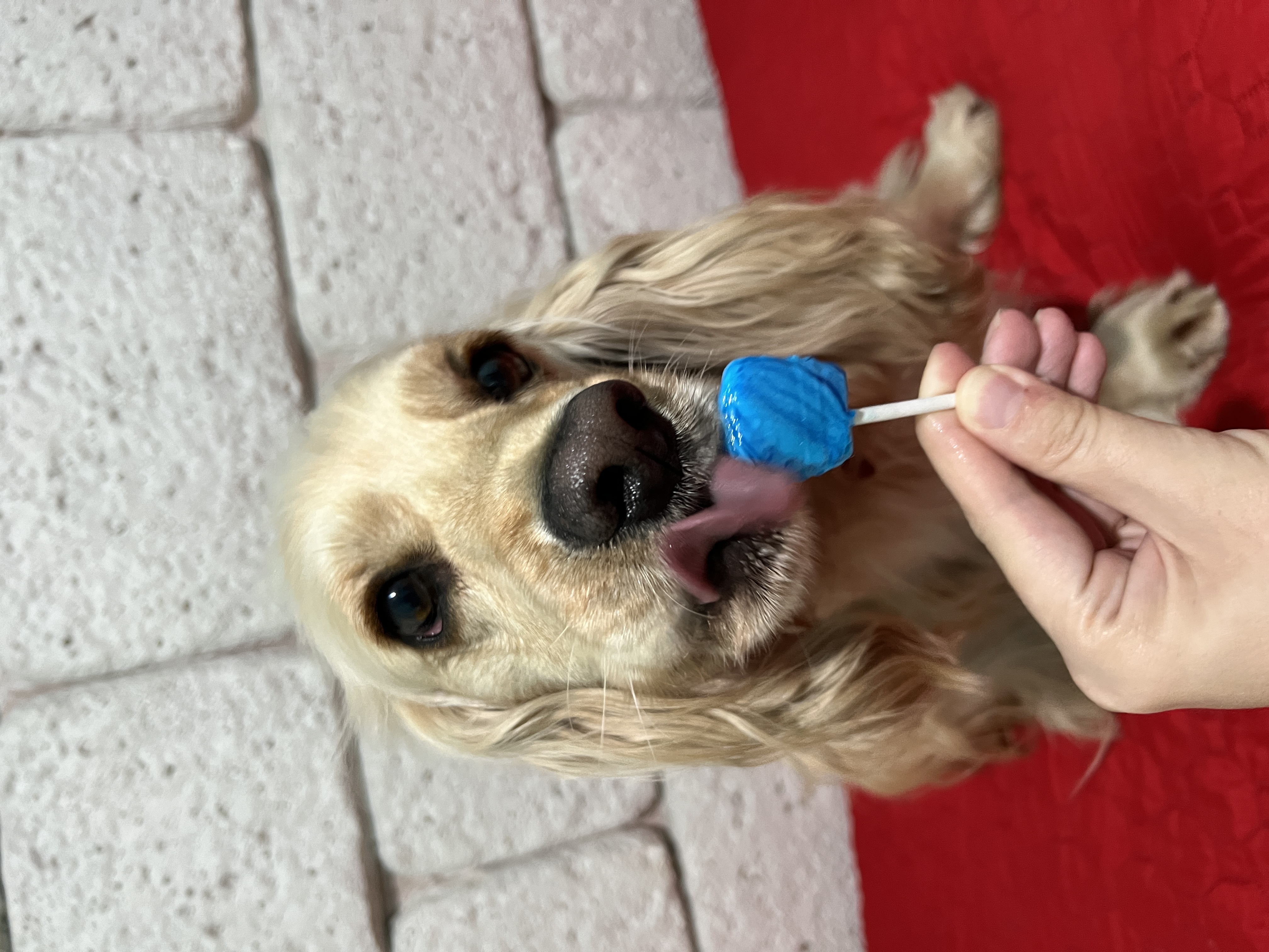 Dog trainer, cynologist - Фото 3