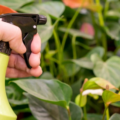 olyga-lechenie-ot-vrediteley-photo