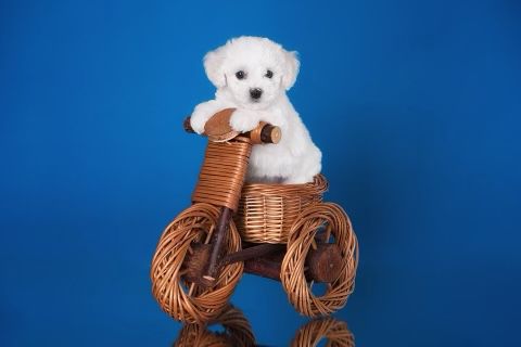 Щенки бишон фризе, мальчики ищут семью - Фото 5