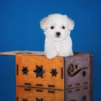 shtenki-bishon-frize-malychiki-ishtut-semyyu-photo