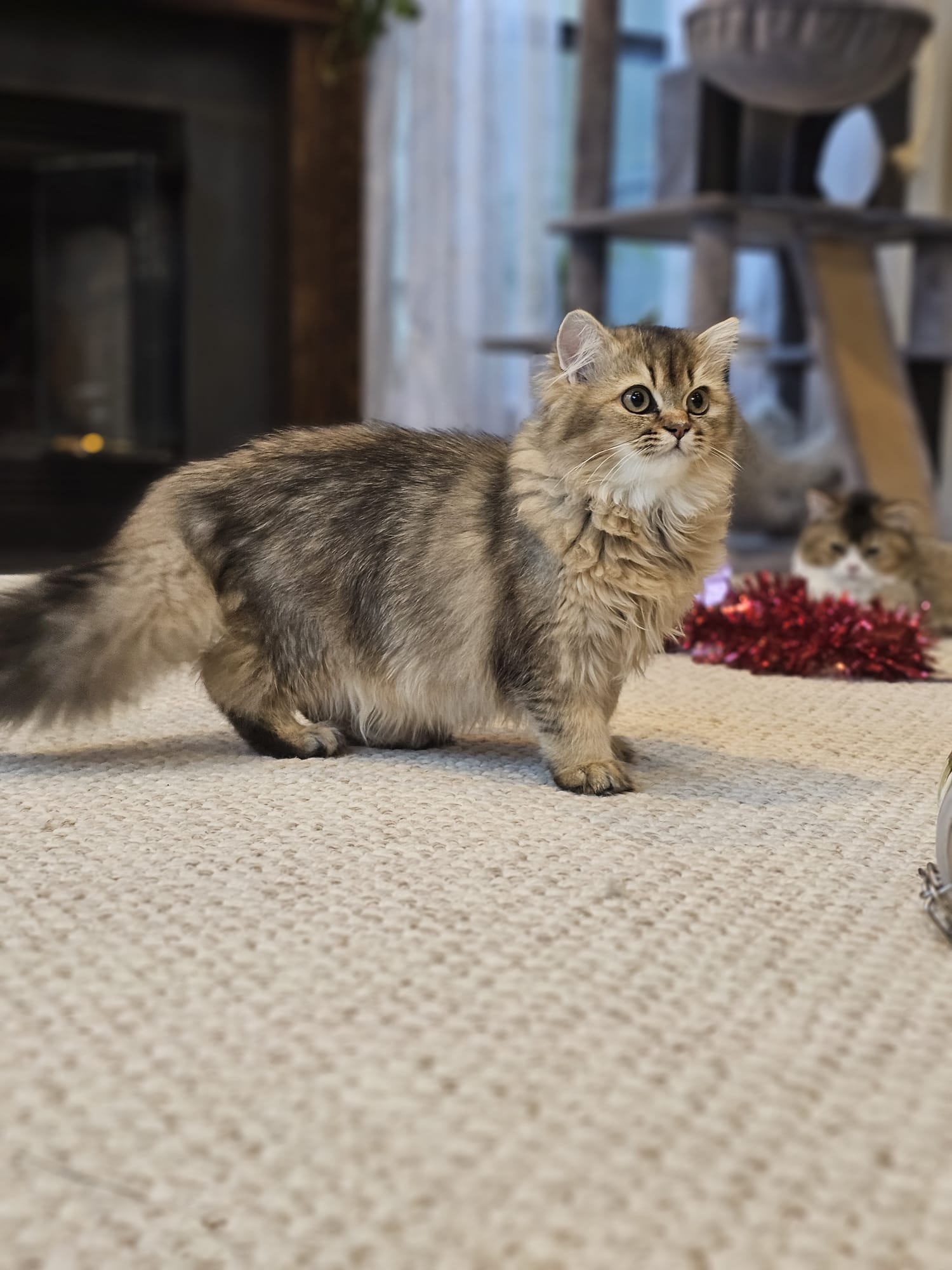 Продам кошенят породи Scottish straight та Scottish fold - Фото 2