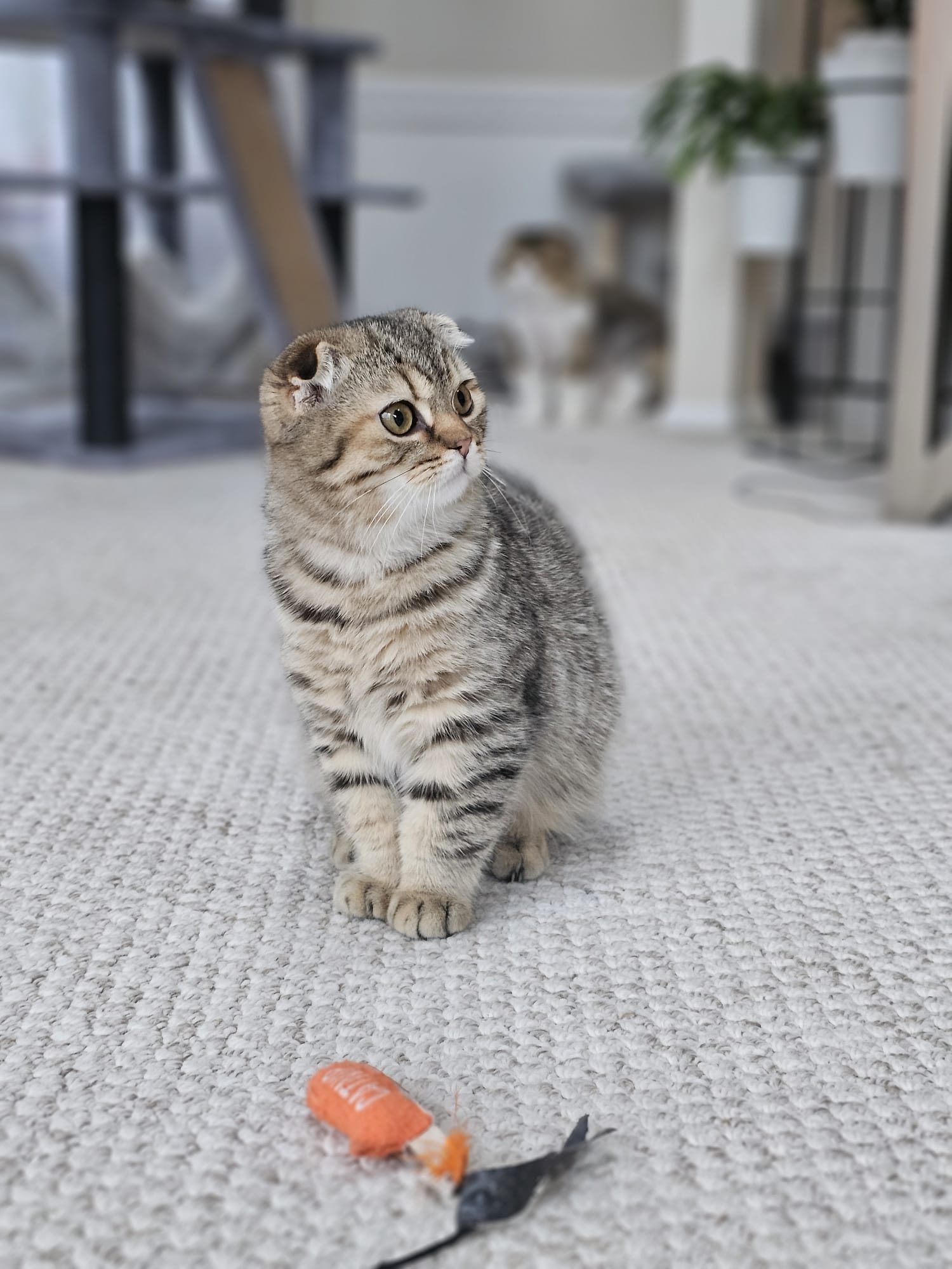 Продам кошенят породи Scottish straight та Scottish fold - Фото 6