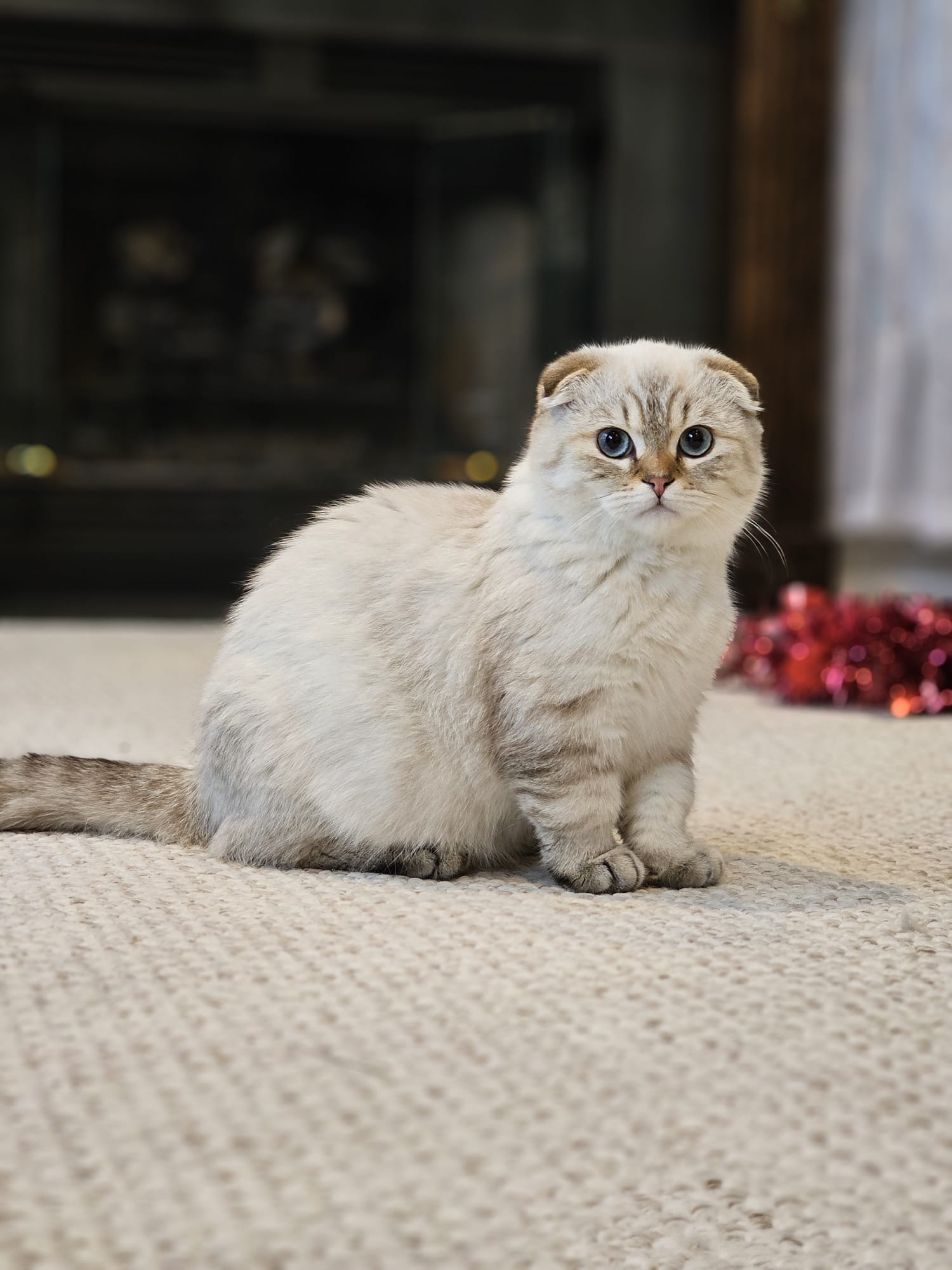 Продам кошенят породи Scottish straight та Scottish fold - Фото 3