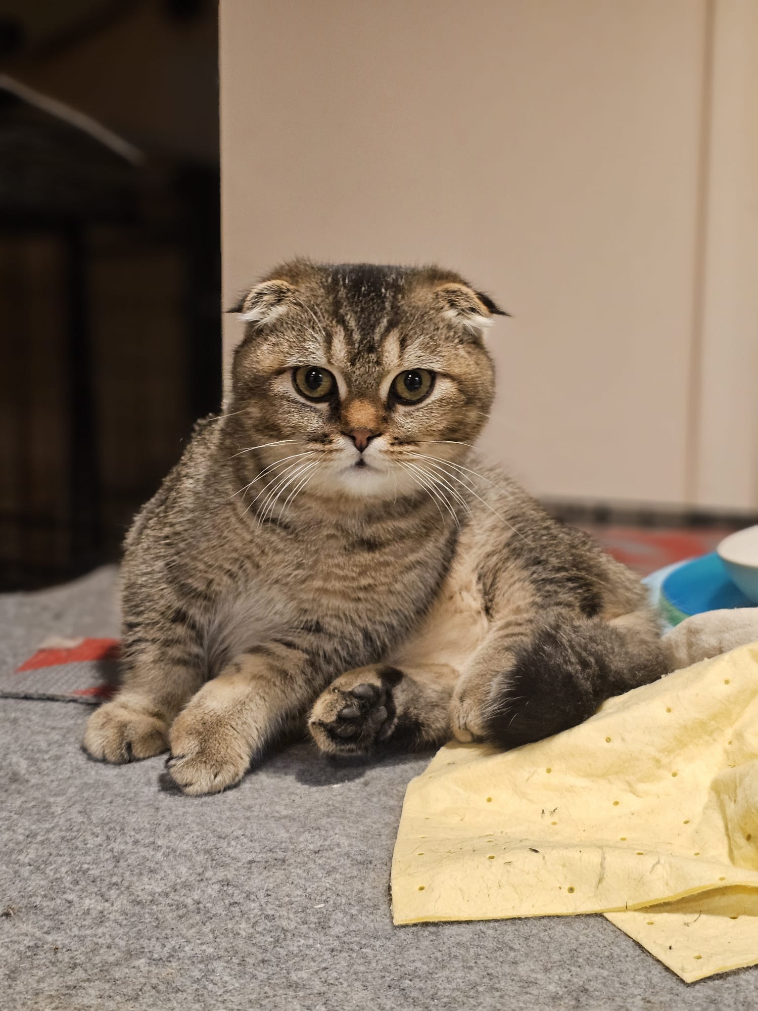 Продам кошенят породи Scottish straight та Scottish fold - Фото 4