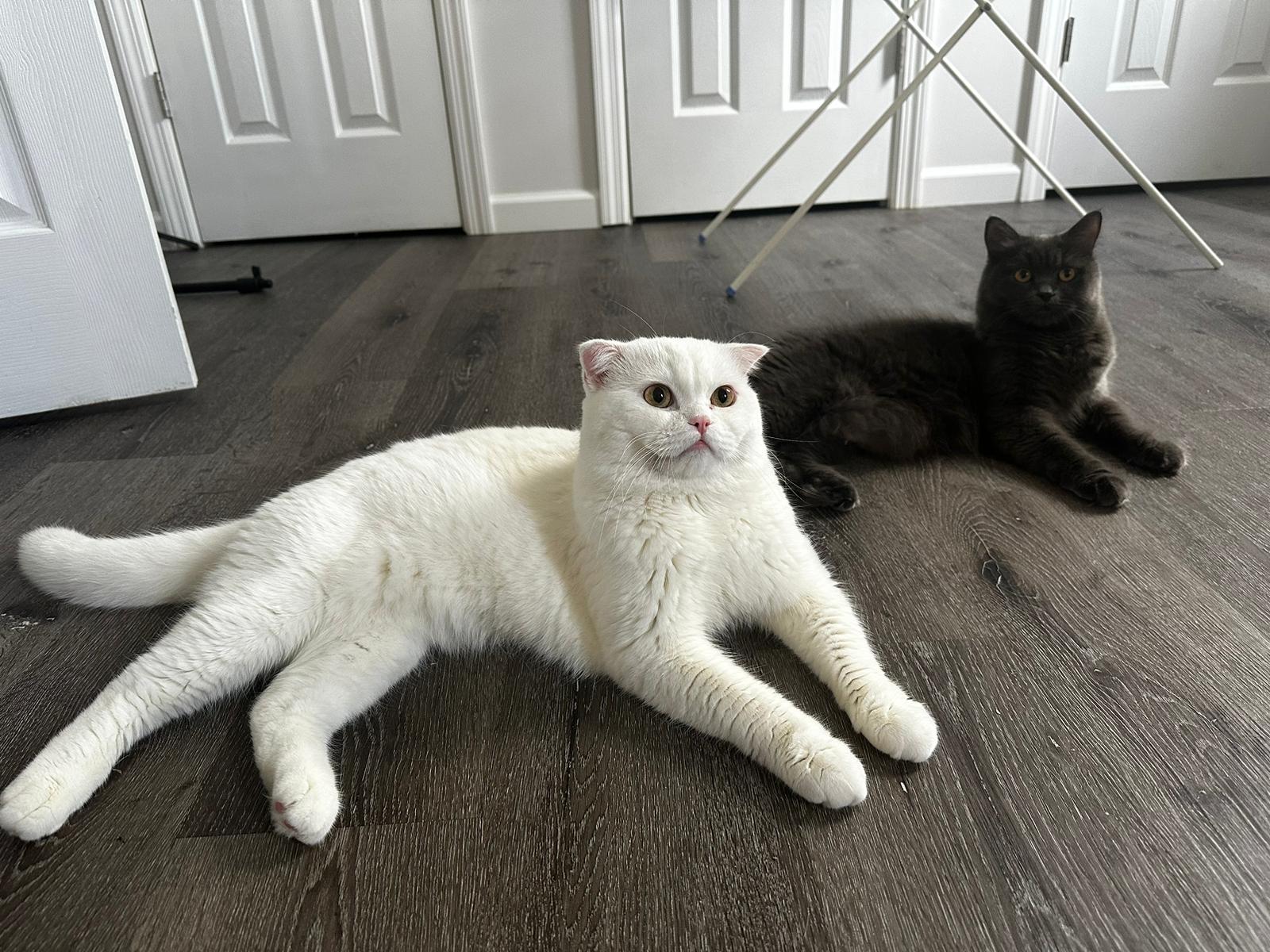 Кот для кошки. Вязка - Фото 3