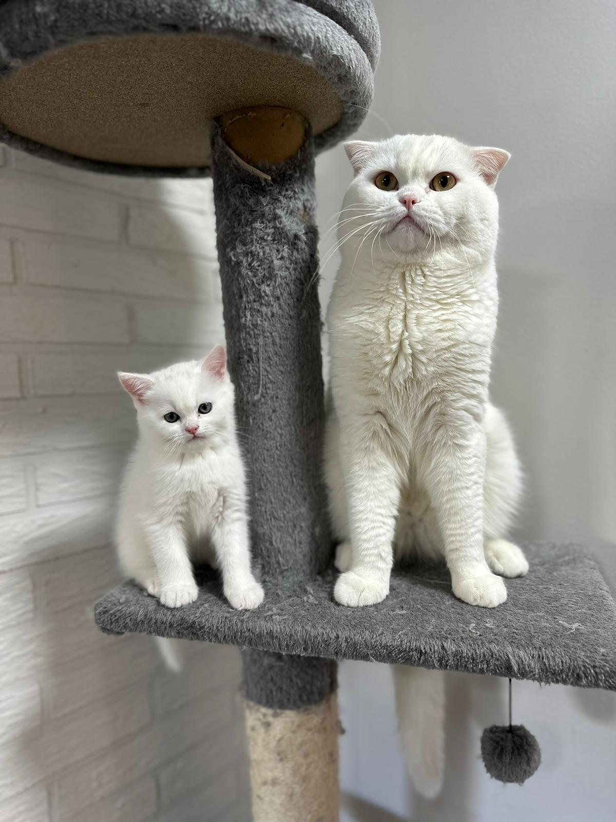 Кот для кошки. Вязка - Фото 4
