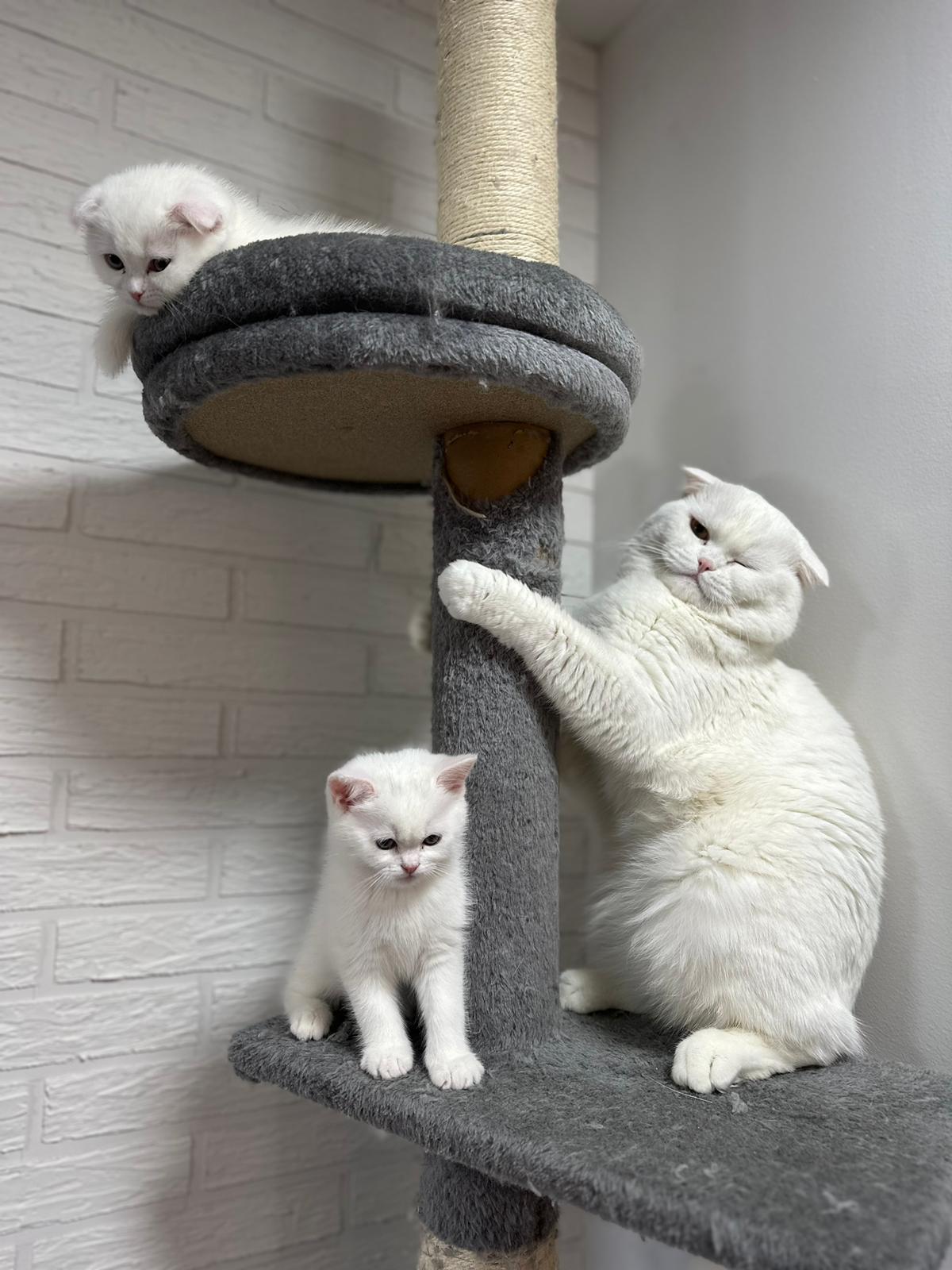 Кот для кошки. Вязка - Фото 5