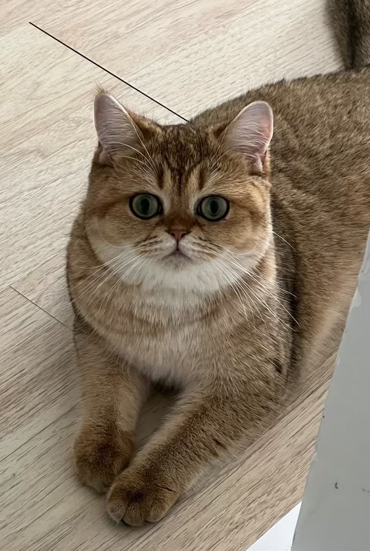 Kitten Scottish straight gold chinchilla - Фото 2