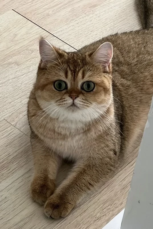 Kitten Scottish straight gold chinchilla