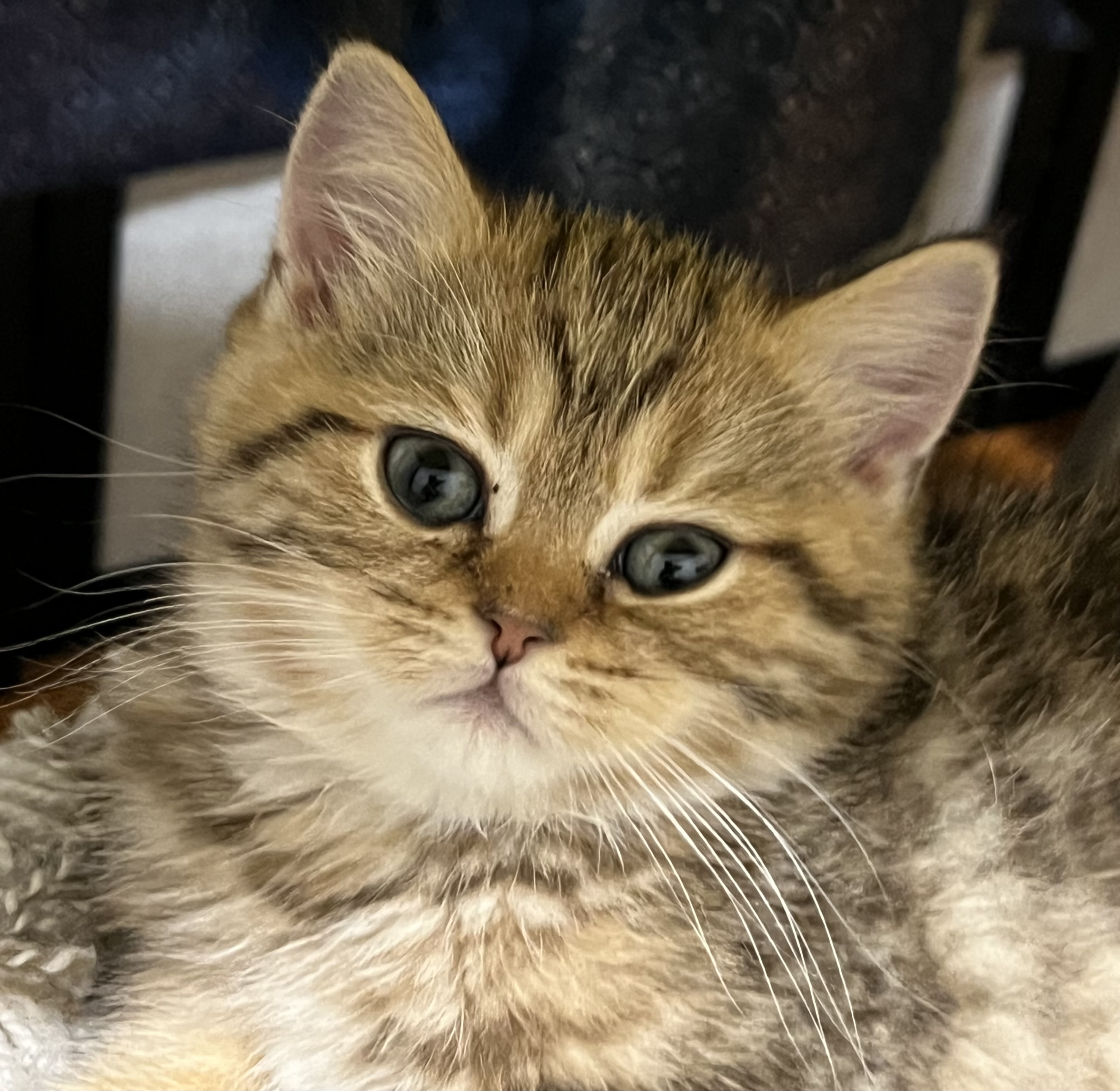Kitten Scottish straight gold chinchilla - Фото 4
