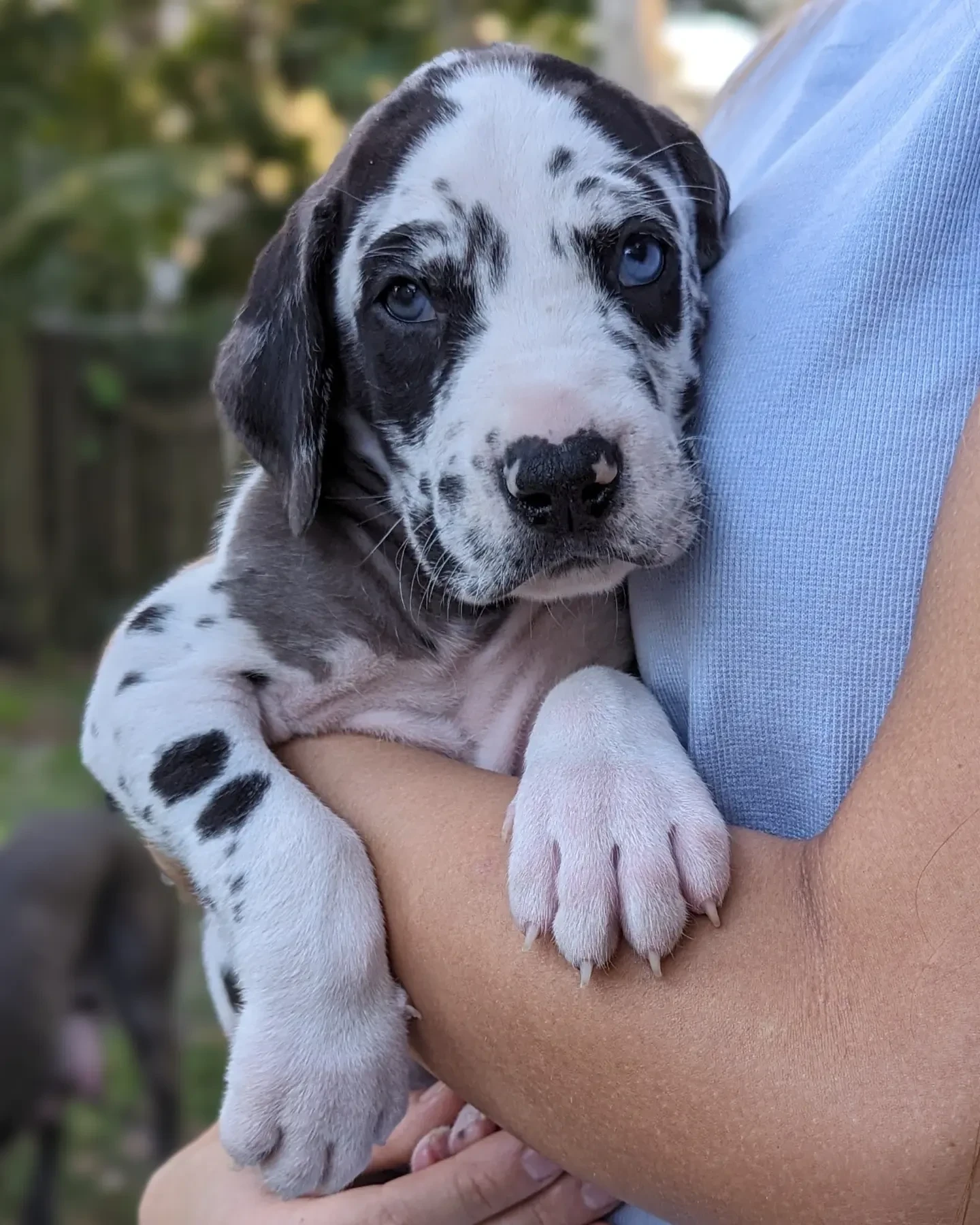 Great Dane puppies - Фото 4