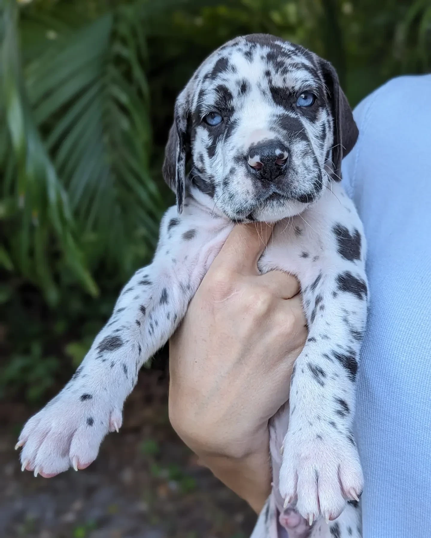 Great Dane puppies - Фото 3
