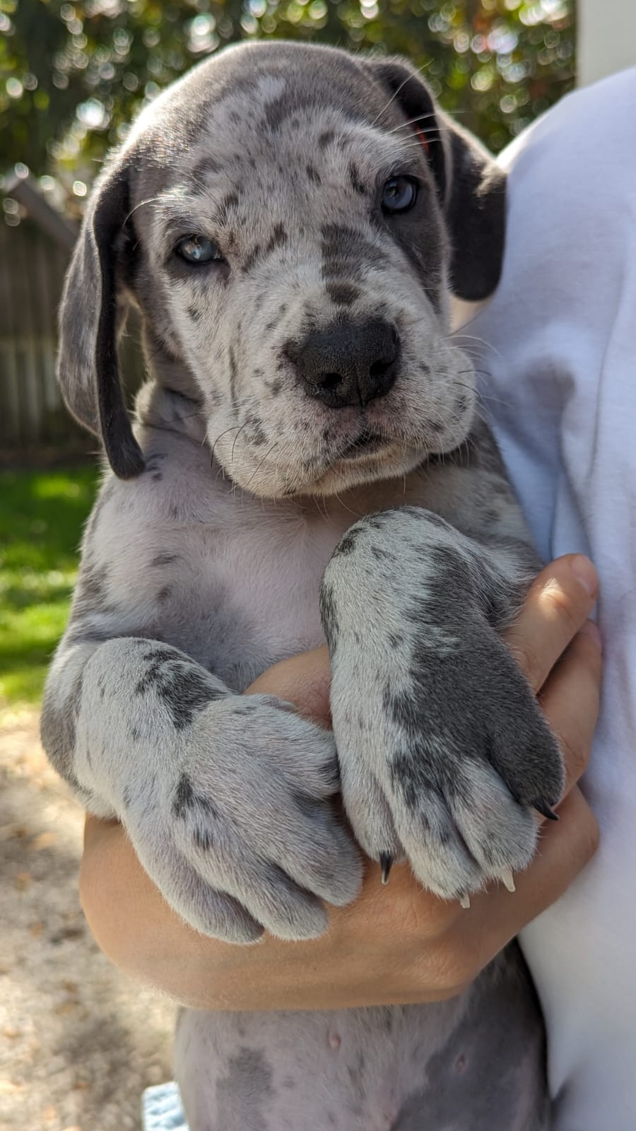 Great Dane puppies - Фото 2