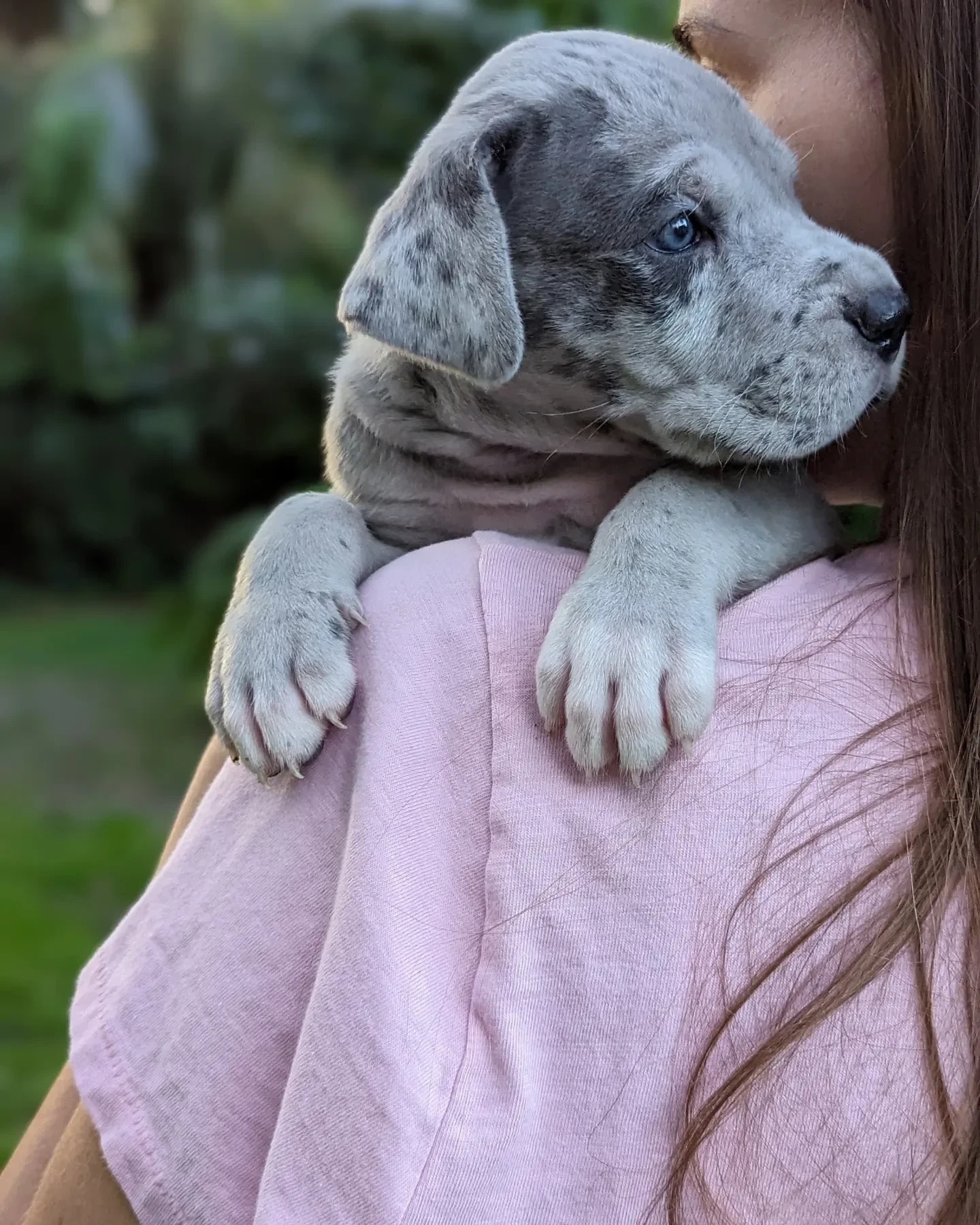Great Dane puppies - Фото 5