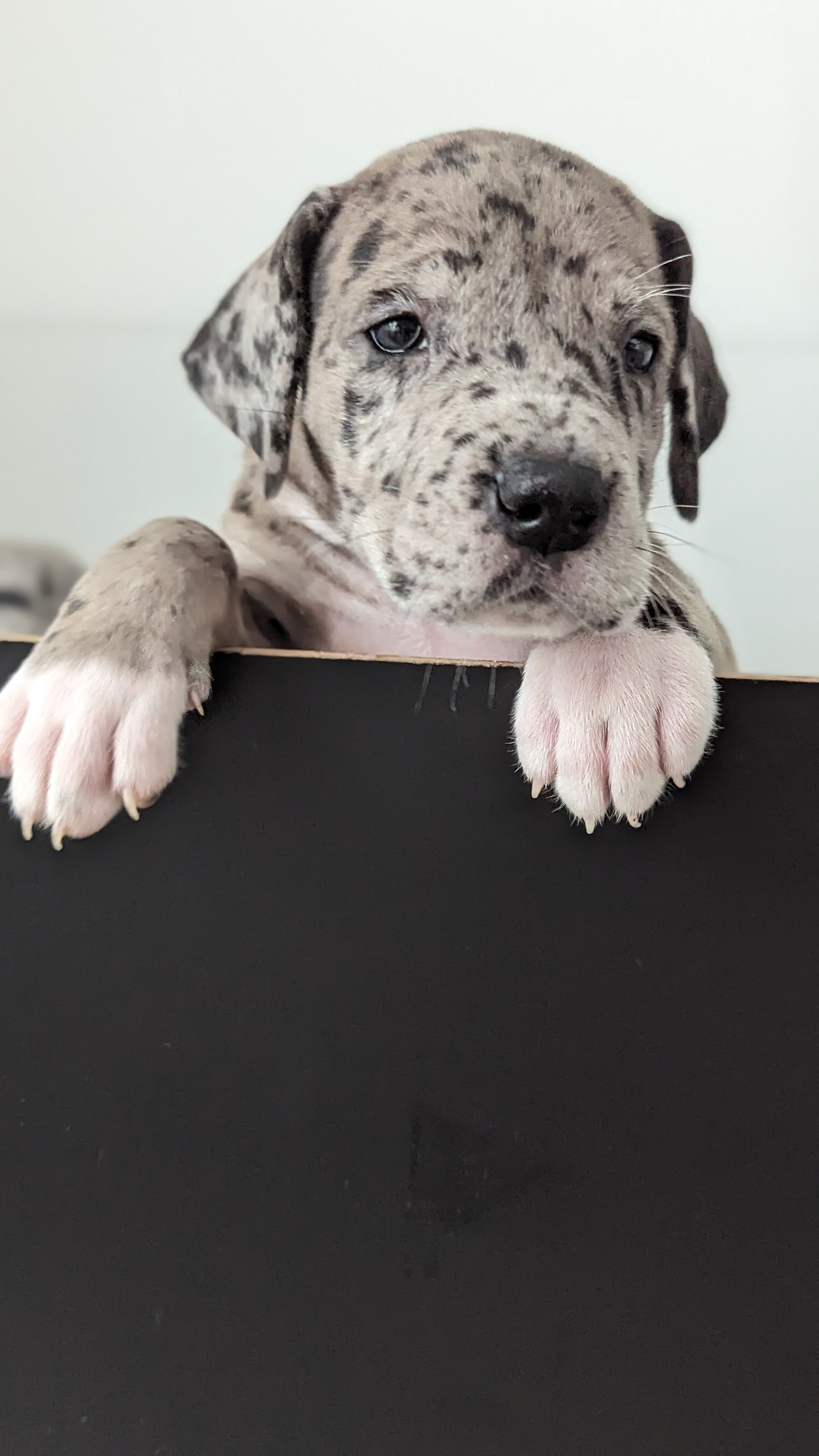 Great Dane puppies - Фото 6