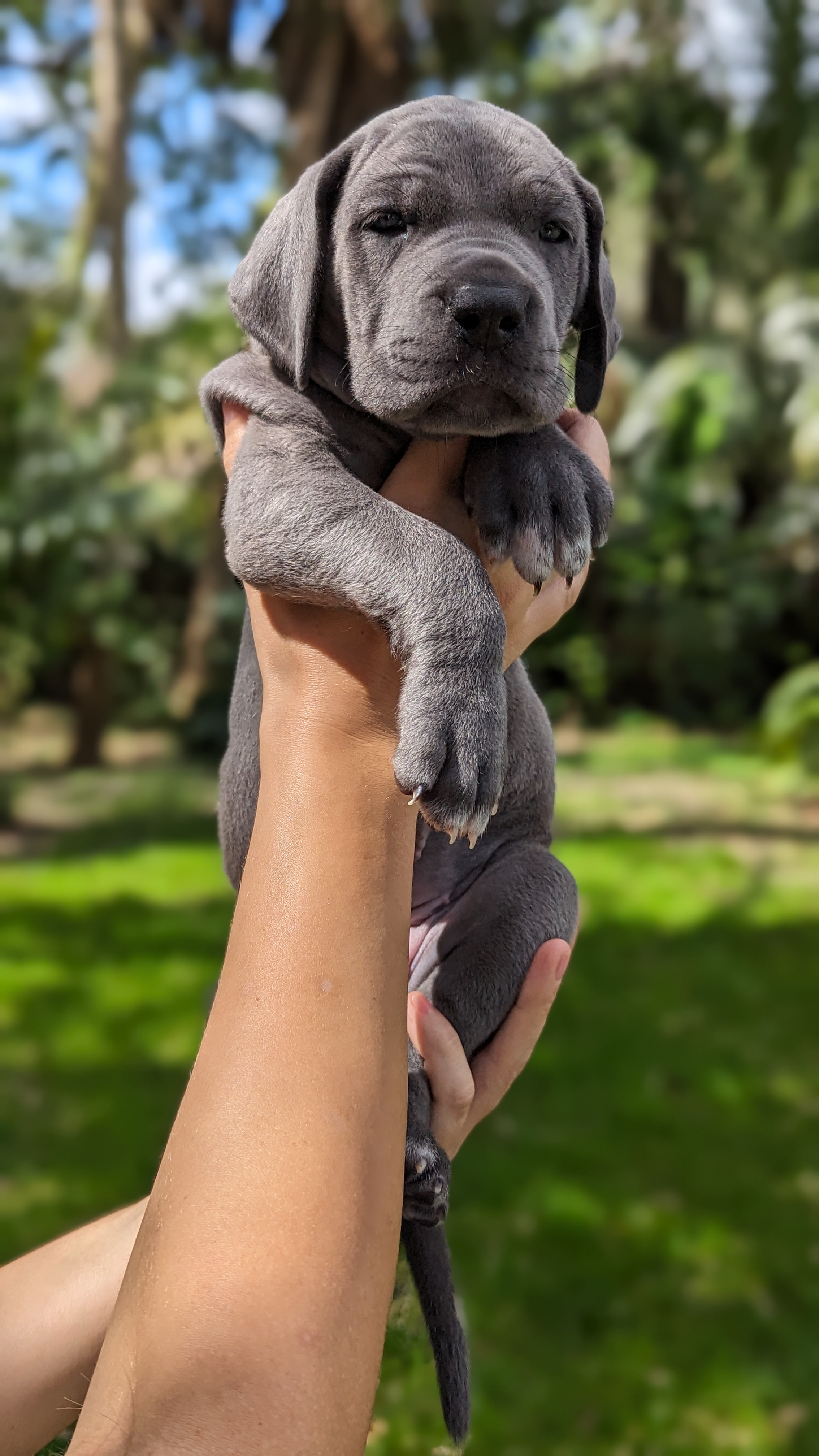 Great Dane puppies - Фото 7