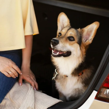 perevozka-koshek-i-sobak-v-ssha-photo