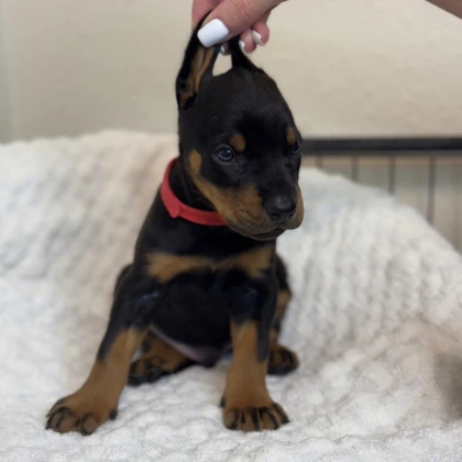 photo-european-doberman-puppies-are